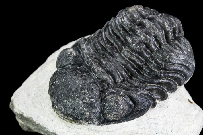 Bargain, Pedinopariops Trilobite - Mrakib, Morocco #110681